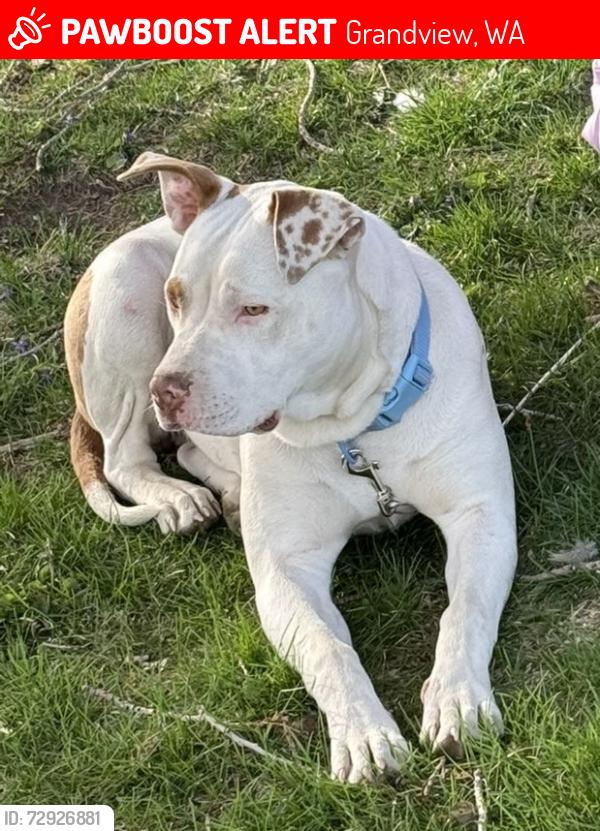 Lost Female Dog last seen Wilson Hwy, Grandview, WA 98930