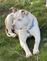 Lost Female Dog last seen Wilson Hwy, Grandview, WA 98930