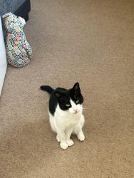 Lost Female Cat last seen Buckingham town tesco, Buckinghamshire, England MK18 1LD