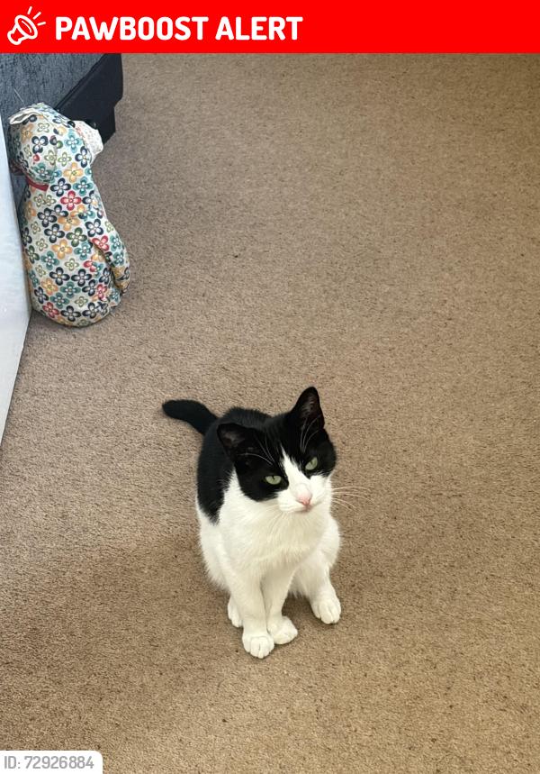 Lost Female Cat last seen Buckingham town tesco, Buckinghamshire, England MK18 1LD