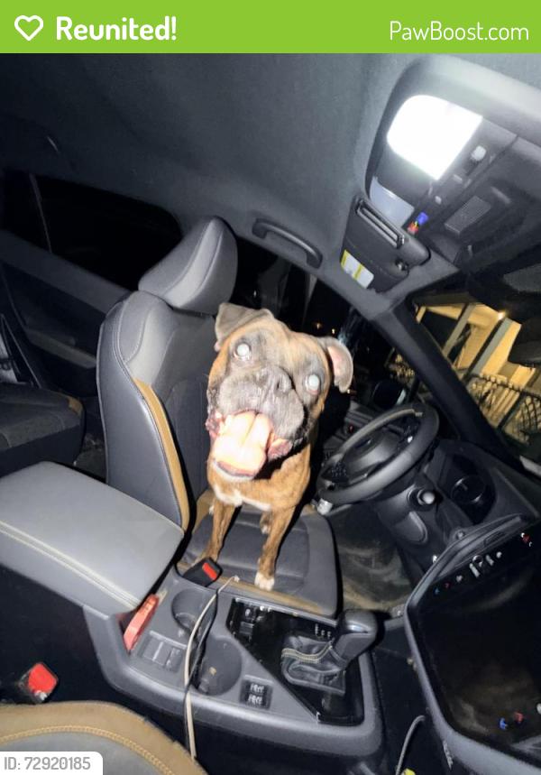 Reunited Male Dog last seen Sheetz, Carmichaels, PA 15320