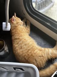 Lost Male Cat last seen Linda lane winter paradise rv park , Gulf Coast Acres, FL 34667