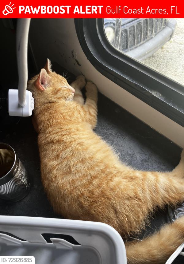 Lost Male Cat last seen Linda lane winter paradise rv park , Gulf Coast Acres, FL 34667