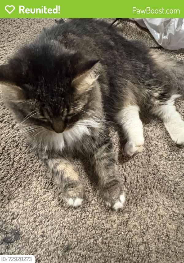 Reunited Female Cat last seen libby rd, Maple Heights, OH 44137