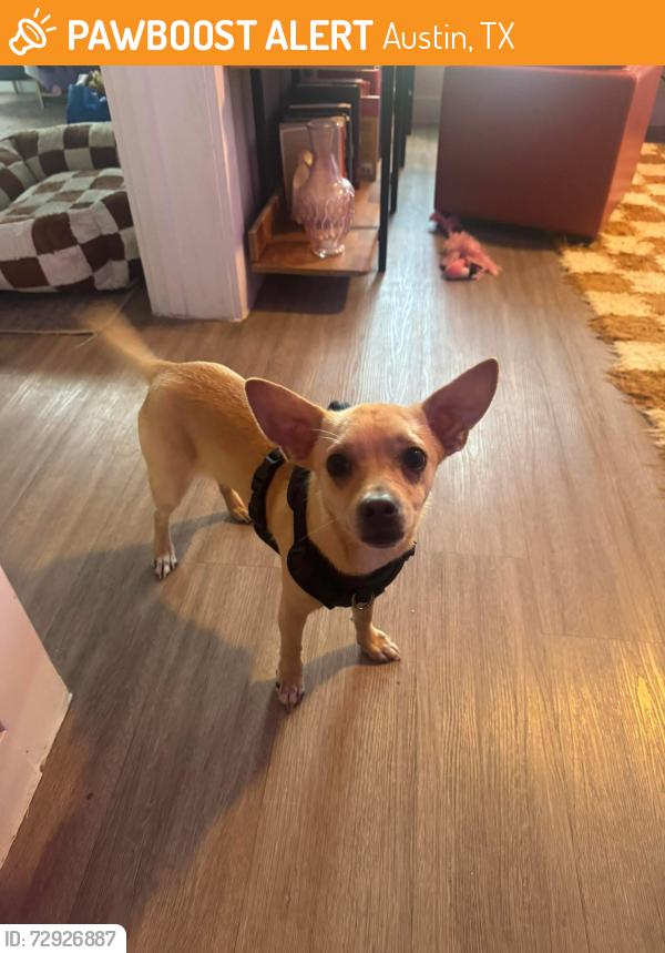 Found/Stray Male Dog last seen Pleasant Valley, Austin, TX 78741