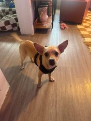 Found/Stray Male Dog last seen Pleasant Valley, Austin, TX 78741