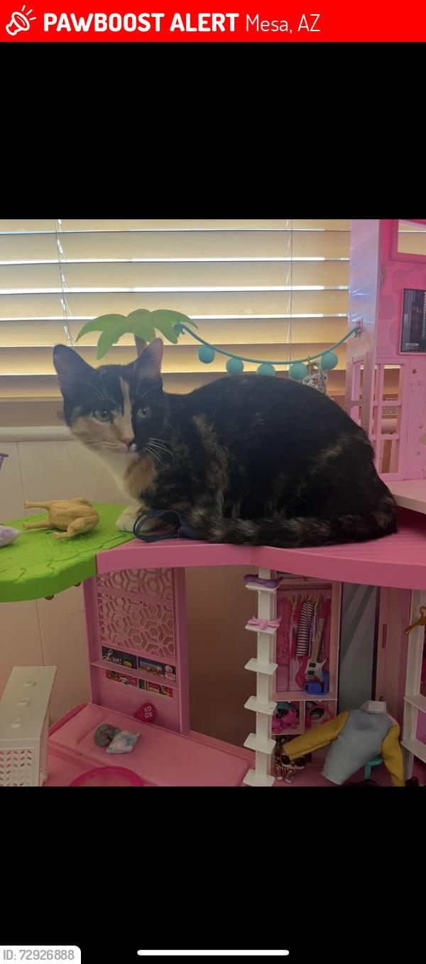 Lost Female Cat last seen Main and 56th st, Mesa, AZ 85206