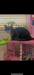 Lost Female Cat last seen Main and 56th st, Mesa, AZ 85206