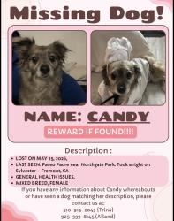 Lost Female Dog last seen logan drive , Fremont, CA 94538