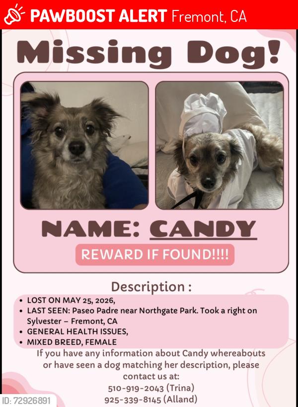Lost Female Dog last seen logan drive , Fremont, CA 94538