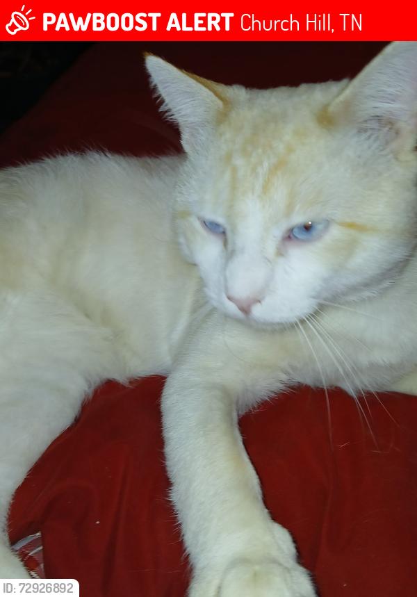Lost Male Cat last seen Carters valley, Church Hill, TN 37642