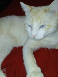 Lost Male Cat last seen Carters valley, Church Hill, TN 37642