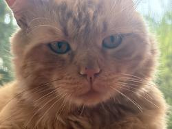 Found/Stray Male Cat last seen La Cienega and Cadillac, Los Angeles, CA 90034