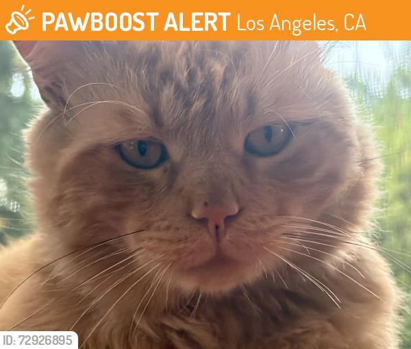 Found/Stray Male Cat last seen La Cienega and Cadillac, Los Angeles, CA 90034