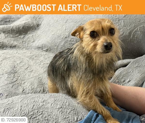 Found/Stray Female Dog last seen Denison and Culberson , Cleveland, TX 77327