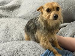 Found/Stray Female Dog last seen Denison and Culberson , Cleveland, TX 77327