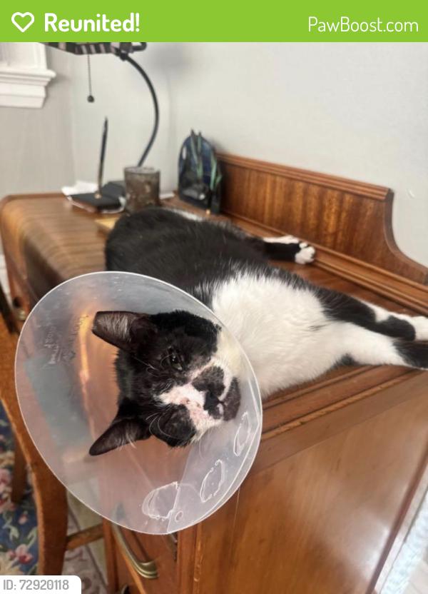 Reunited Male Cat last seen 15th and G, Sacramento, CA 95814