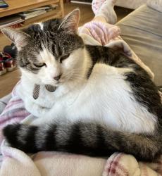 Reunited Female Cat last seen Tranby School, Anlaby, East Riding of Yorkshire, England HU10 7FP