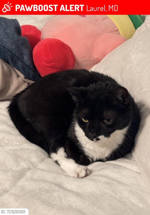 Lost Male Cat last seen Nichols dr. And park ave by the food lion , Laurel, MD 20707