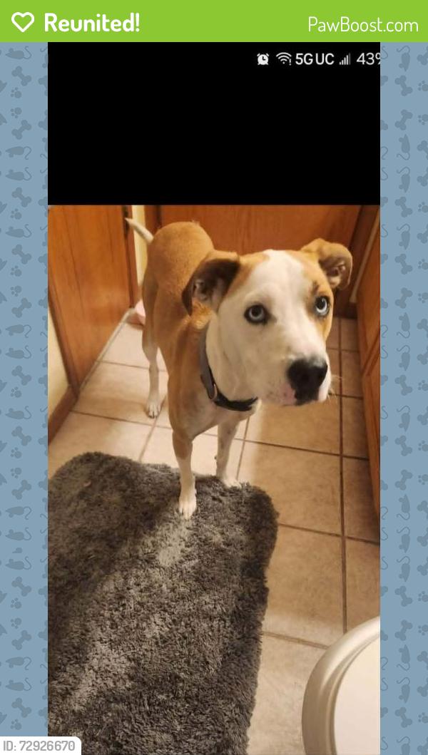 Reunited Female Dog last seen Stanton and Triviz, Las Cruces, NM 88001