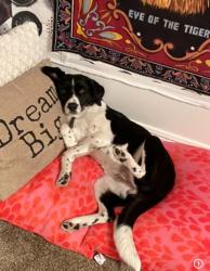 Reunited Female Dog last seen 15th st , Fort Smith, AR 72901