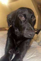 Reunited Male Dog last seen They typically like to go down Collierville-Arlington and Fletcher. , Collierville, TN 38017