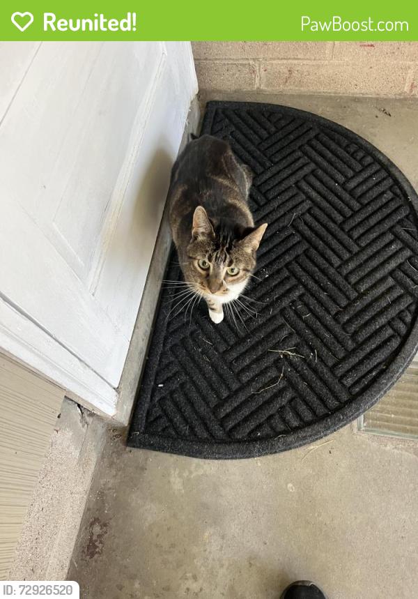Reunited Male Cat last seen Lexington, Roseville, MN 55113