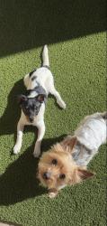 Reunited Male Dog last seen yarbrough , El Paso, TX 79935