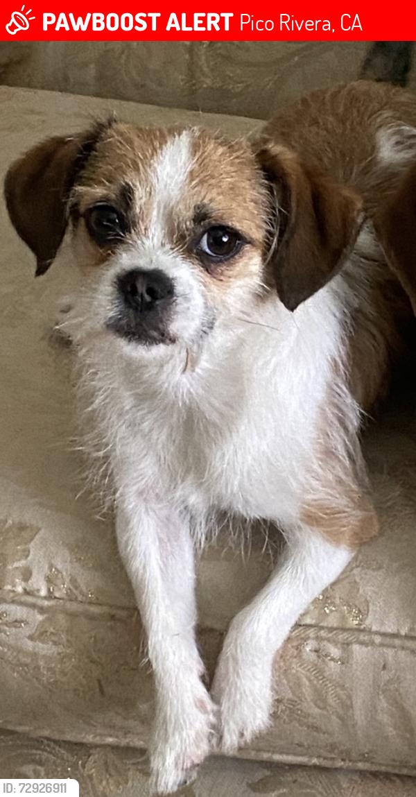 Lost Male Dog last seen Washington and Rosemead, Pico Rivera, CA 90660