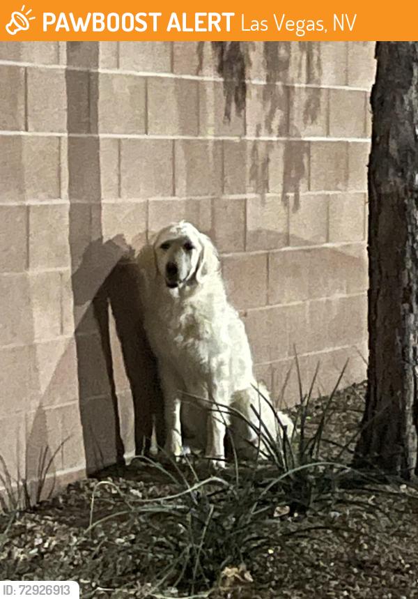 Found/Stray Unknown Dog last seen Montecito pointe apmts , Las Vegas, NV 89143