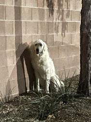 Found/Stray Unknown Dog last seen Montecito pointe apmts , Las Vegas, NV 89143