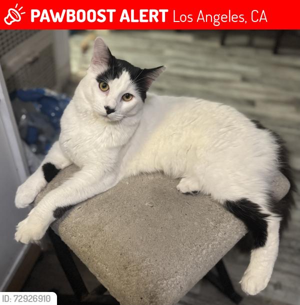 Lost Male Cat last seen Near w 27th st Los Angeles California 90018 , Los Angeles, CA 90018