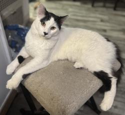 Lost Male Cat last seen Near w 27th st Los Angeles California 90018 , Los Angeles, CA 90018