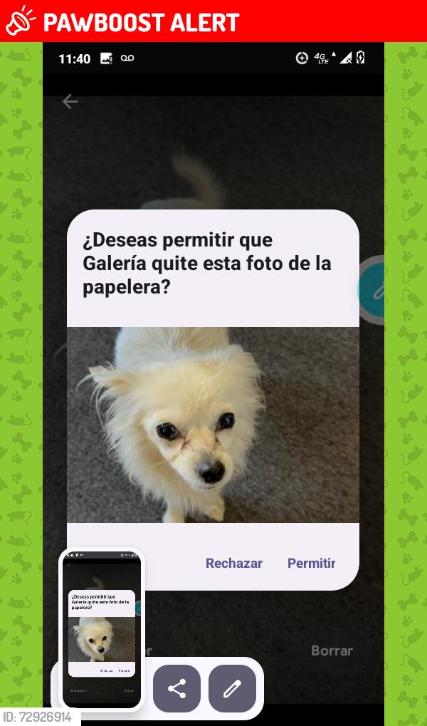Lost Female Dog last seen Egrand ave, South San Francisco, CA 94080
