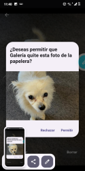 Lost Female Dog last seen Egrand ave, South San Francisco, CA 94080