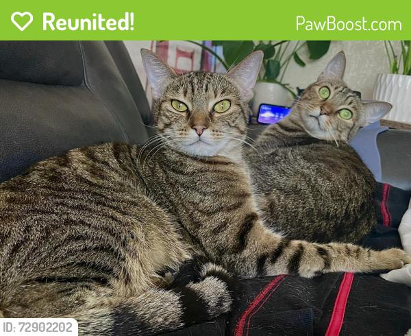 Reunited Female Cat last seen 17th and Capitola, Santa Cruz, CA 95062