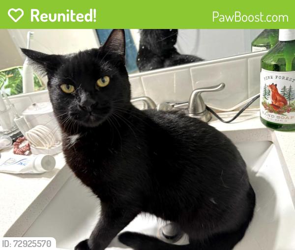 Reunited Male Cat last seen 122nd ave and Clackamas high school, Clackamas, OR 97015