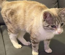 Reunited Male Cat last seen Pennington Way , Hucknall, England NG15