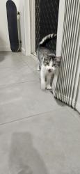 Found/Stray Unknown Cat last seen Near mercy cct, Park Ridge, QLD 4125