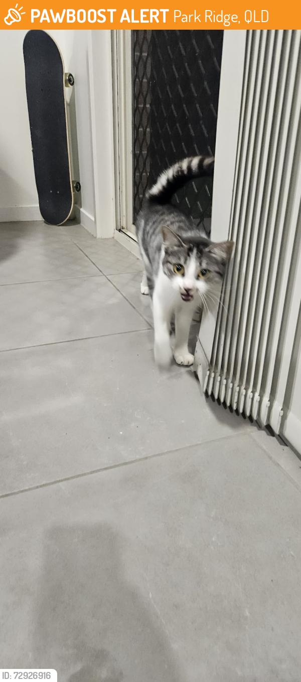 Found/Stray Unknown Cat last seen Near mercy cct, Park Ridge, QLD 4125