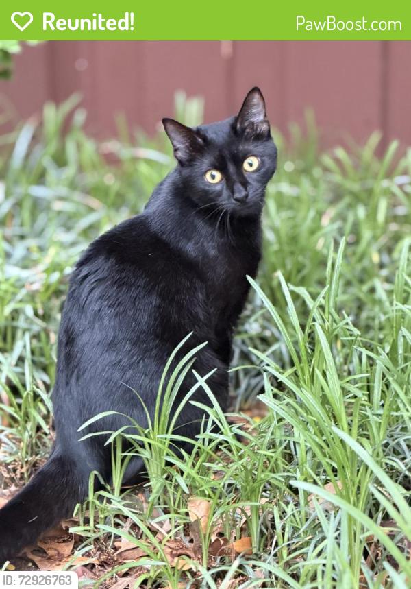 Reunited Female Cat last seen Area around Amy Ln or Molly Ln , Plano, TX 75074