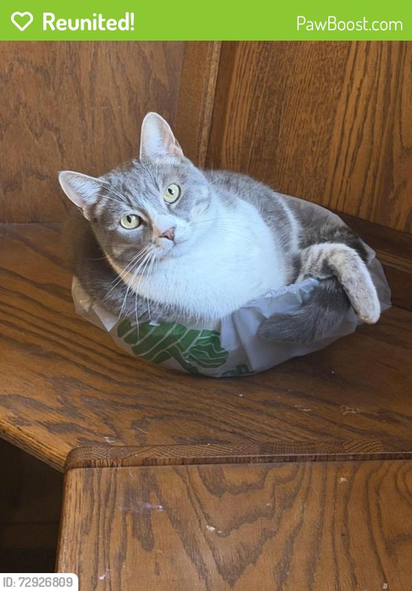 Reunited Male Cat last seen Navigation, Anthem, AZ 85086