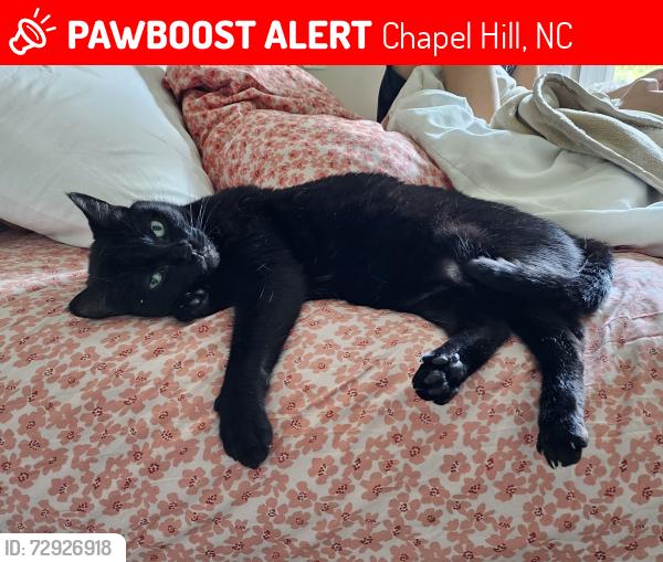 Lost Female Cat last seen Sun Forest and Old Lystra, Chapel Hill, NC 27510