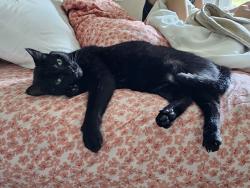Lost Female Cat last seen Sun Forest and Old Lystra, Chapel Hill, NC 27510
