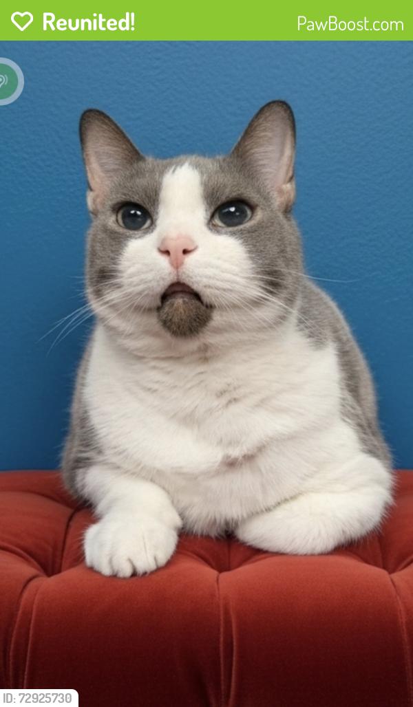 Reunited Male Cat last seen Timber Run neighborhood in Ravenna Ohio , Ravenna, OH 44266