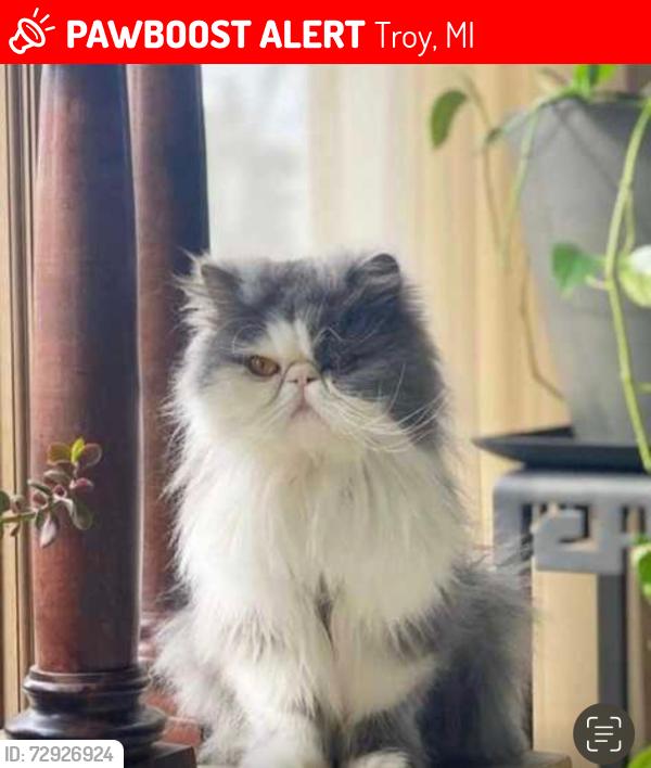 Lost Female Cat last seen Cooledge and wattels, Troy, MI 48098