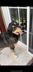 Found/Stray Female Dog last seen Brookline police station , Battlefield, MO 65619