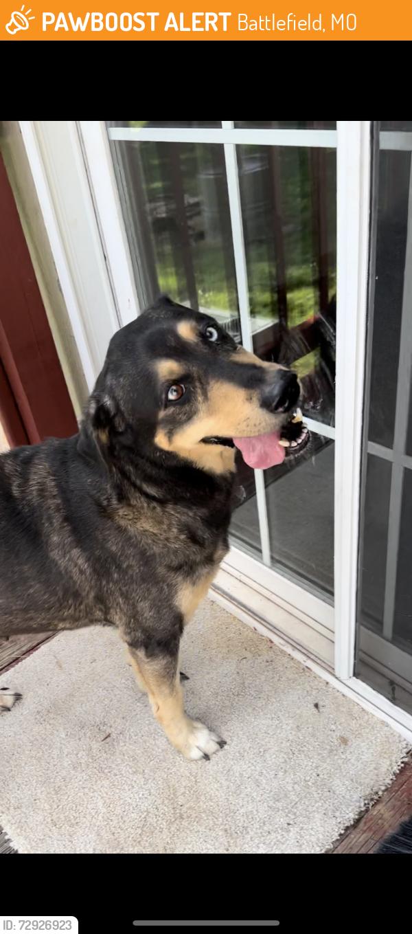 Found/Stray Female Dog last seen Brookline police station , Battlefield, MO 65619