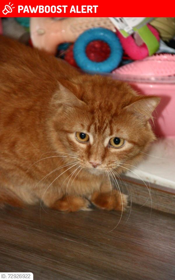 Lost Male Cat last seen Near Gonville Road , Greater London, England CR7 6DE