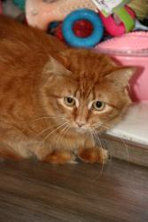 Lost Male Cat last seen Near Gonville Road , Greater London, England CR7 6DE